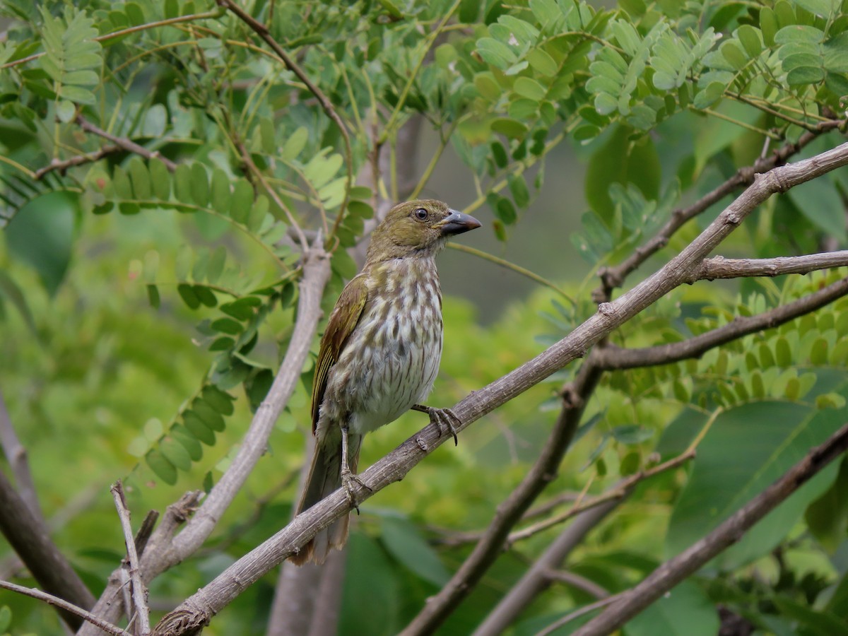 Пёстрый сальтатор - ML646852639