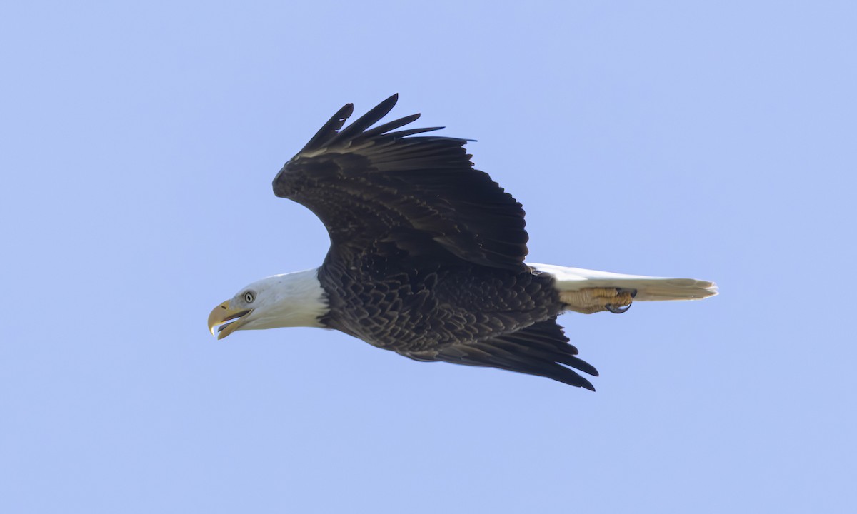 Орлан білоголовий - ML646852649