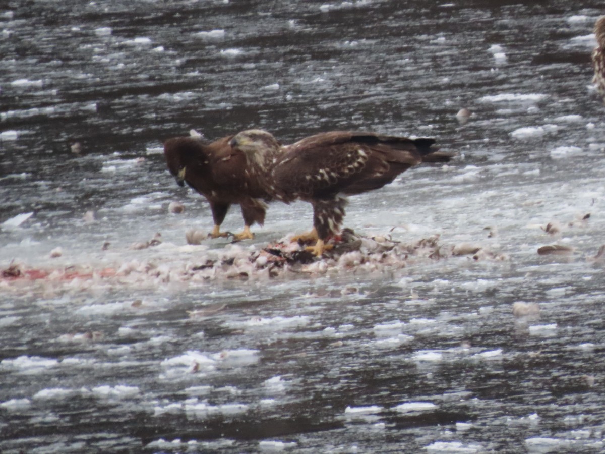 orel bělohlavý - ML646852651