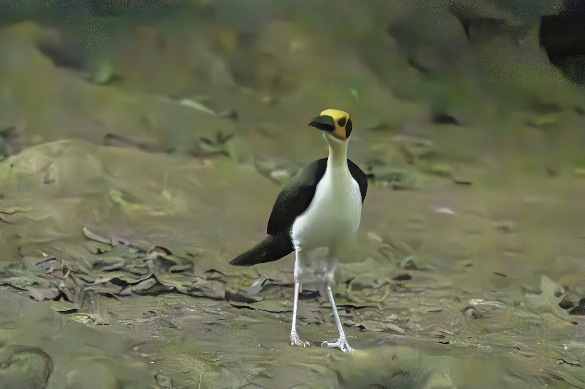 Gelbkopf-Felsenhüpfer - ML646852652