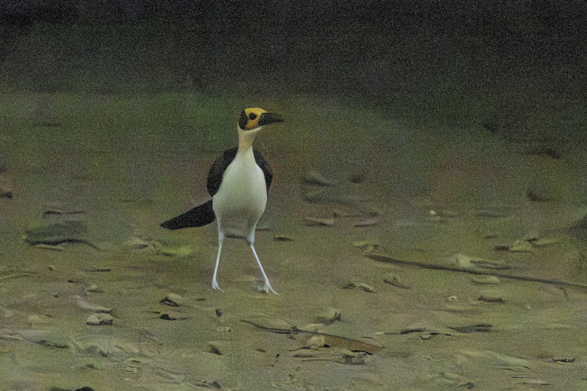 Gelbkopf-Felsenhüpfer - ML646852654