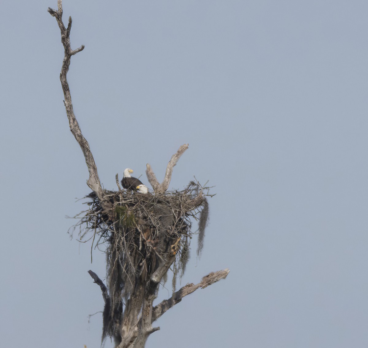 Орлан білоголовий - ML646852655