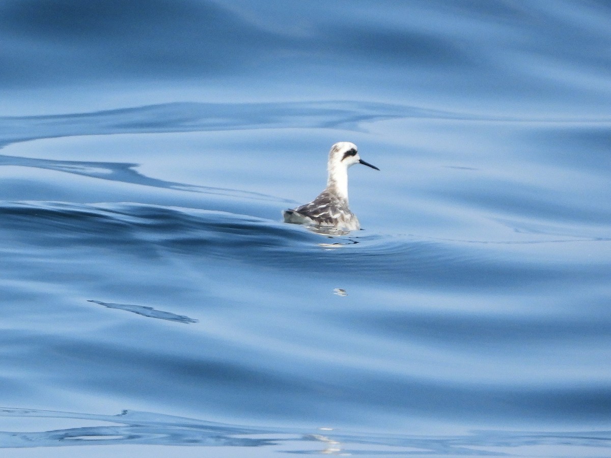 Red-necked Phalarope - ML646852657