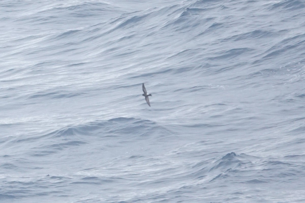 Wilson's Storm-Petrel - ML646852658