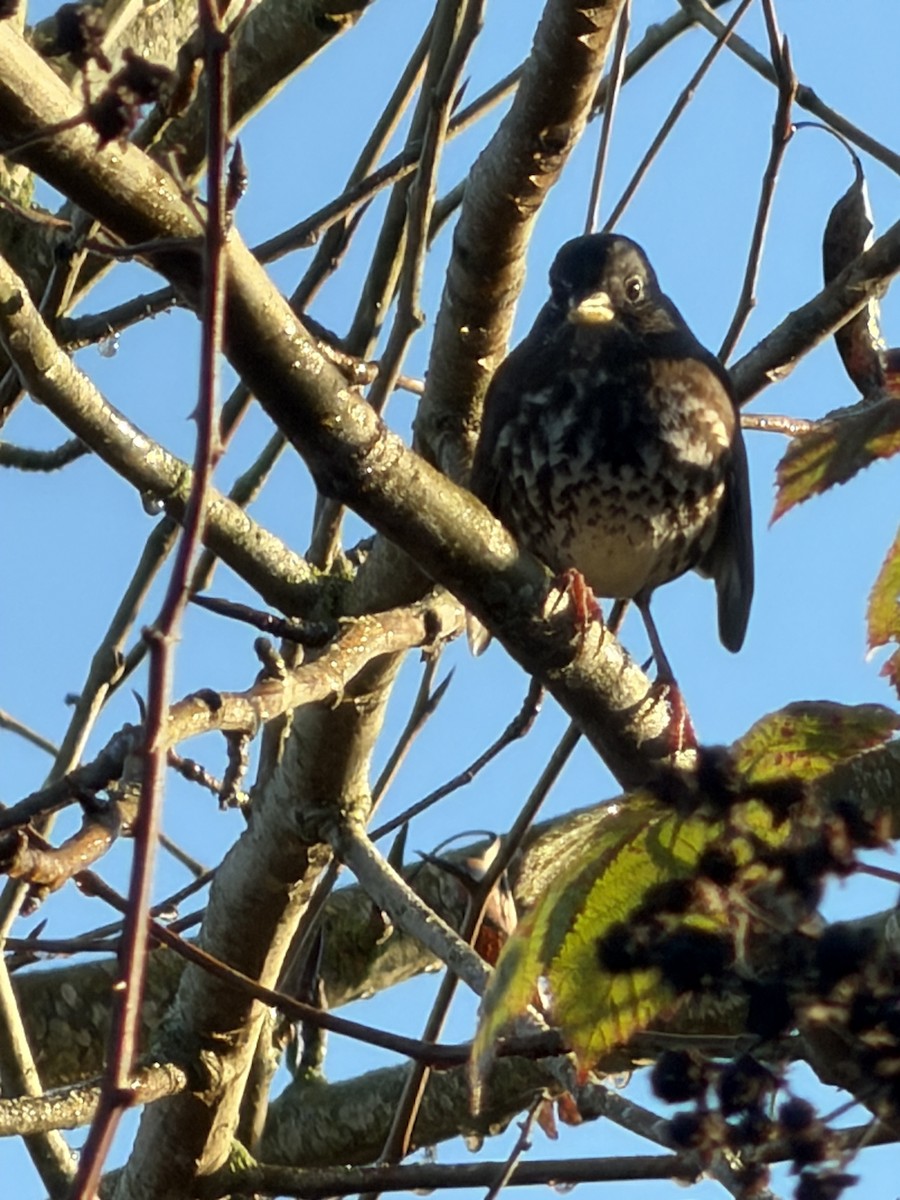 Fox Sparrow - ML646852659