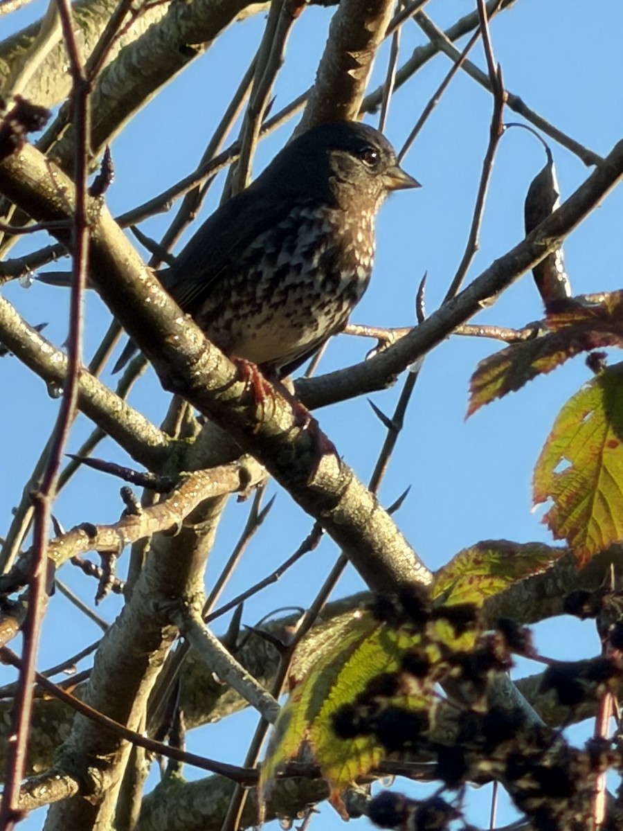 Fox Sparrow - ML646852660
