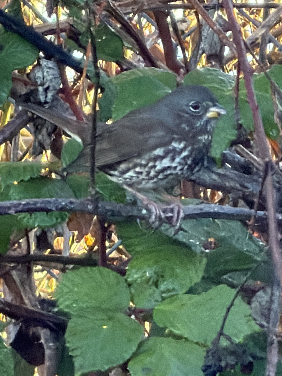 Fox Sparrow - ML646852661