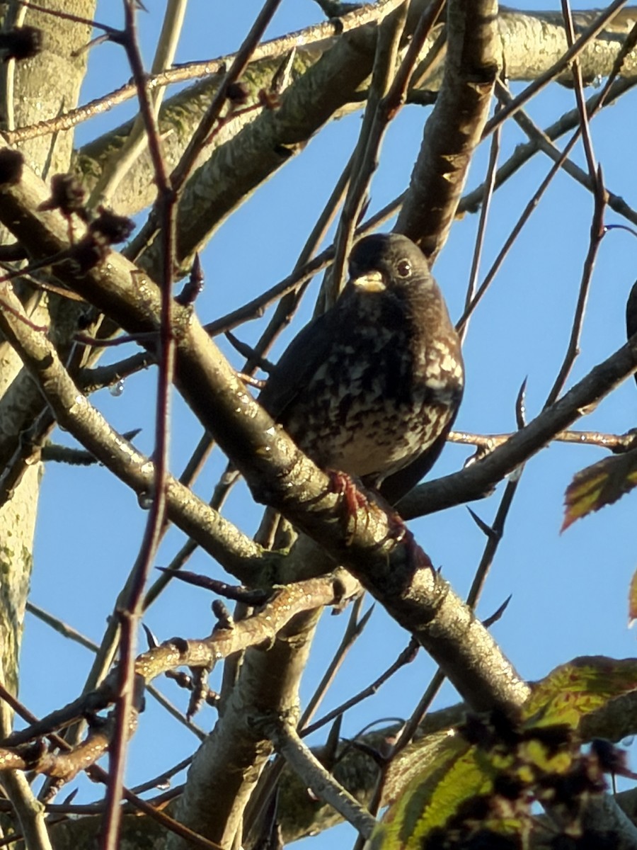 Fox Sparrow - ML646852662