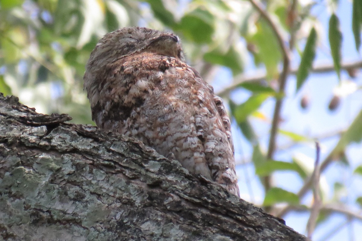 Great Potoo - ML646852669