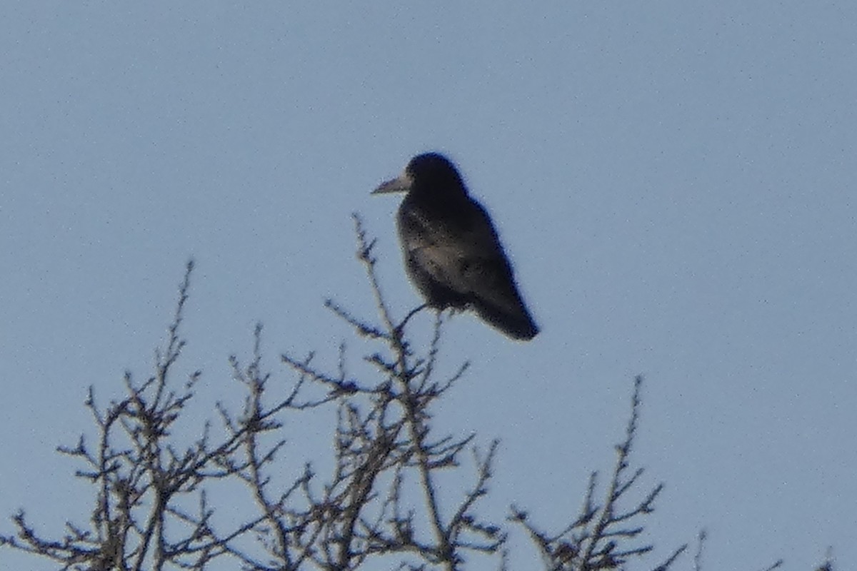 Ekin Kargası - ML646852672