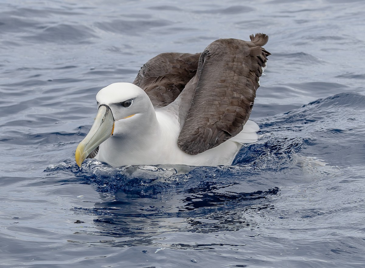 White-capped Albatross - ML646852674
