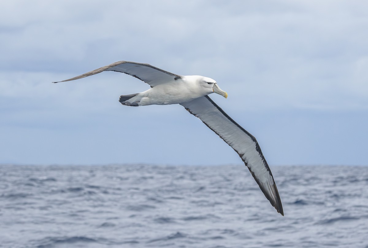 White-capped Albatross - ML646852675