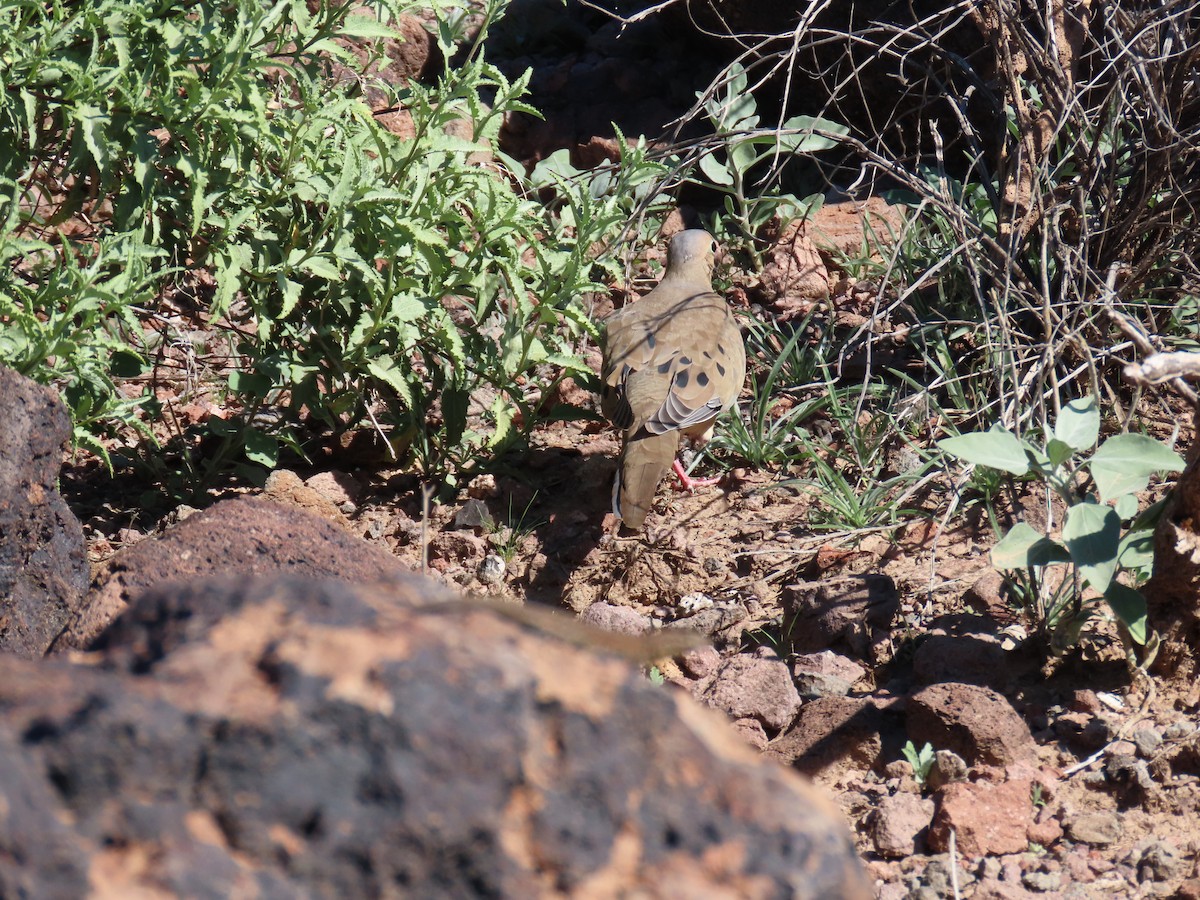 ナゲキバト - ML646852679