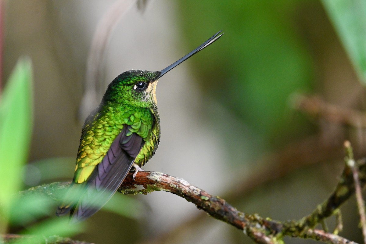 Dusky Starfrontlet - ML646852680