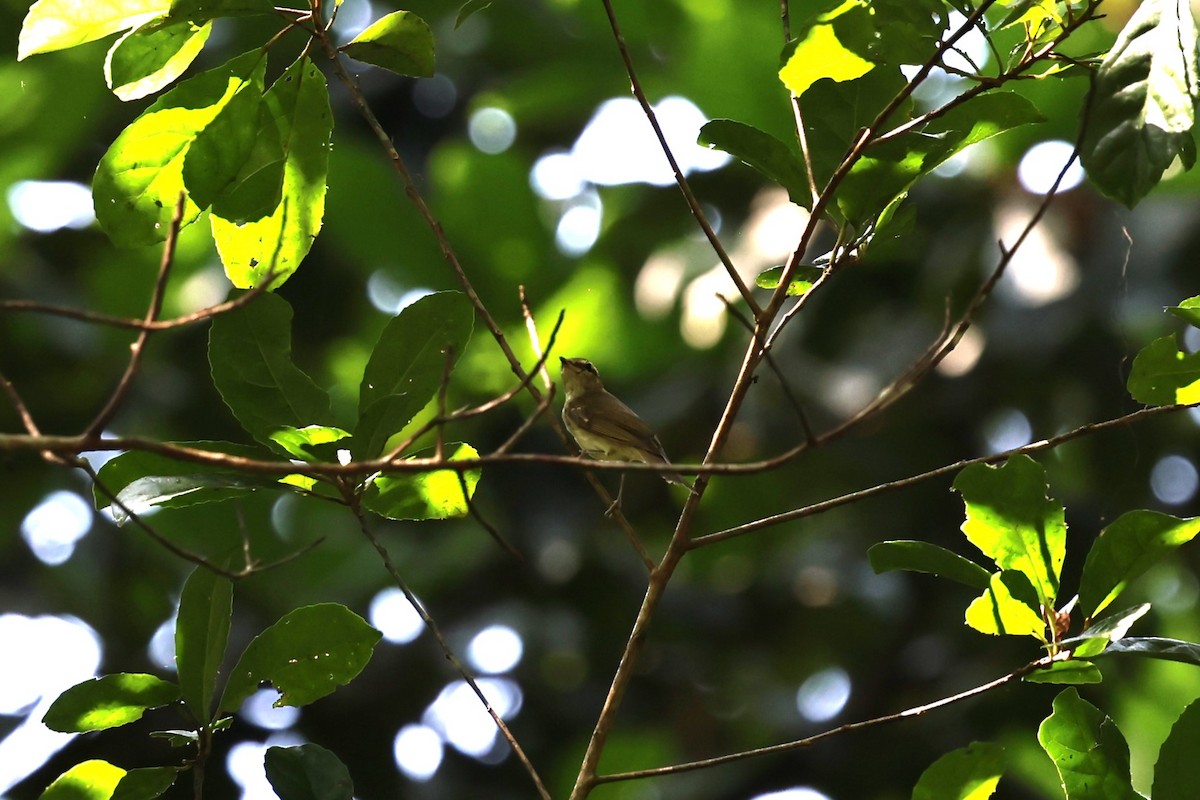 ハシブトムシクイ - ML646852682