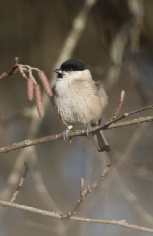 Mésange nonnette - ML646852683