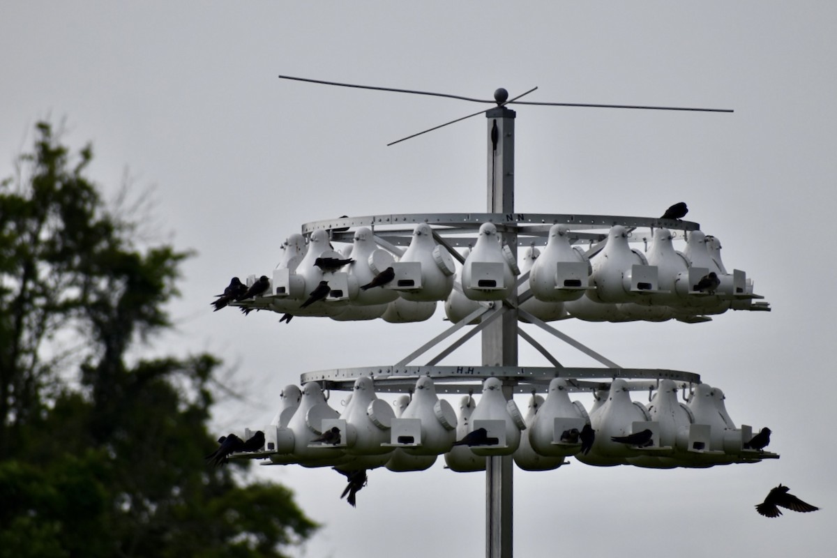 Большая ласточка - ML646852684