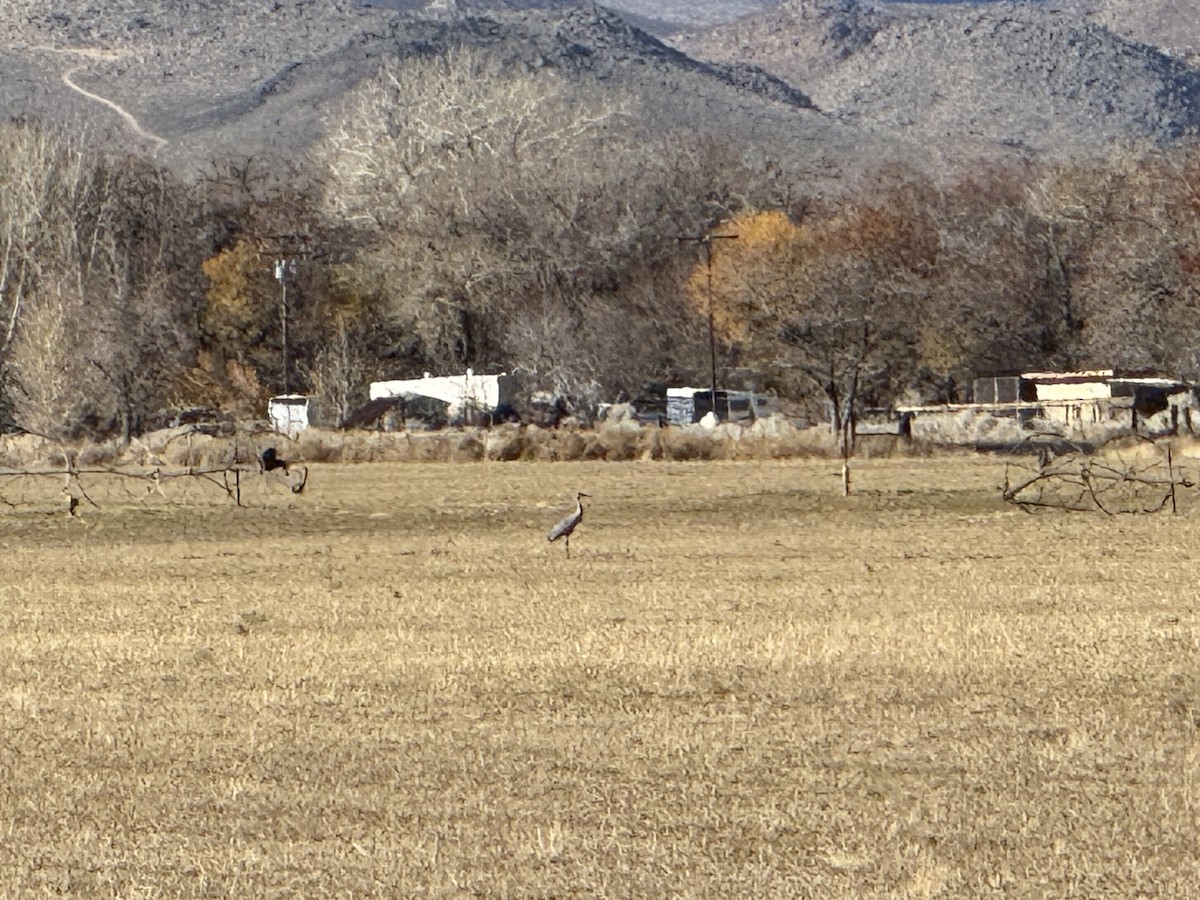 Sandhill Crane - ML646852685