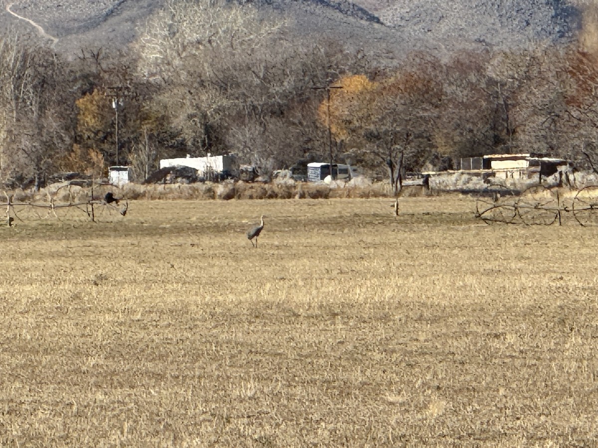 Sandhill Crane - ML646852686