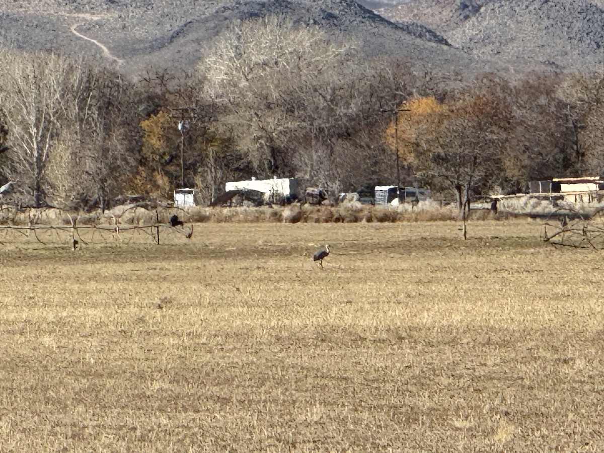 Sandhill Crane - ML646852687