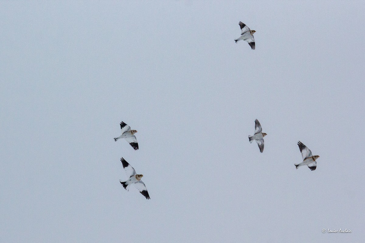 Elur-berdantza - ML646852689