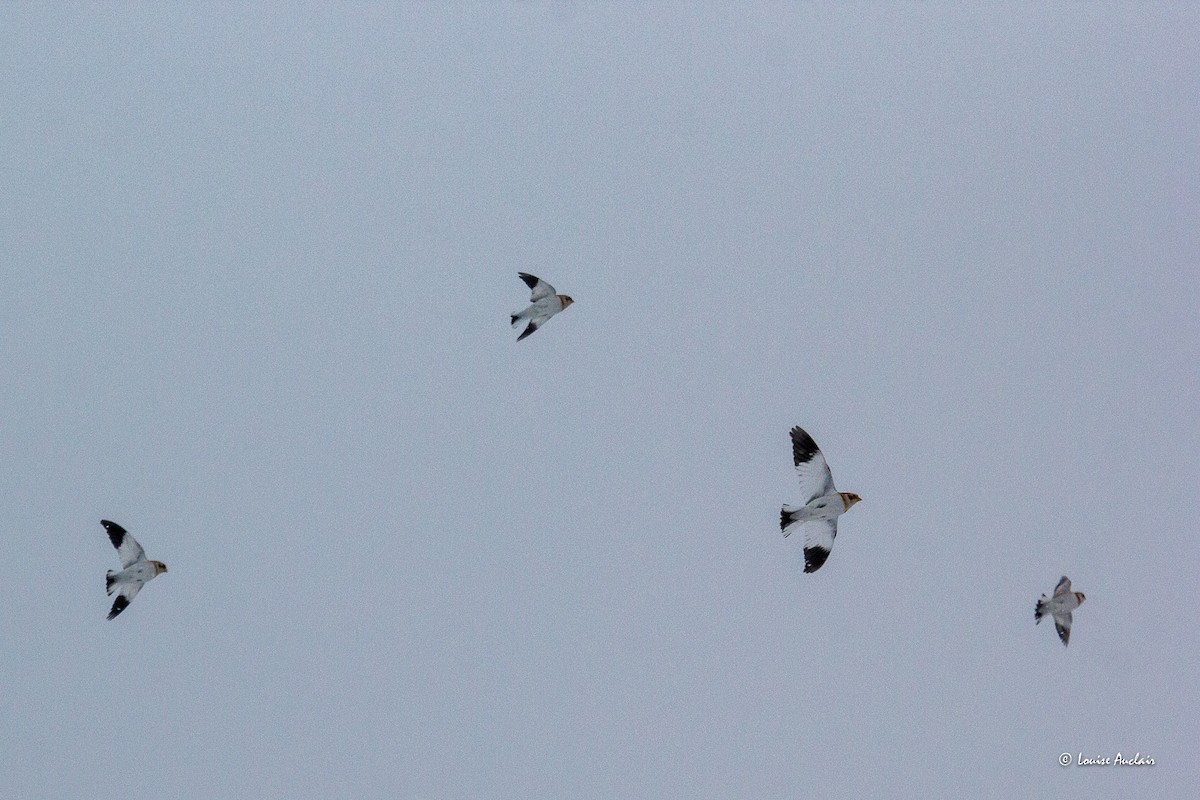 Elur-berdantza - ML646852690