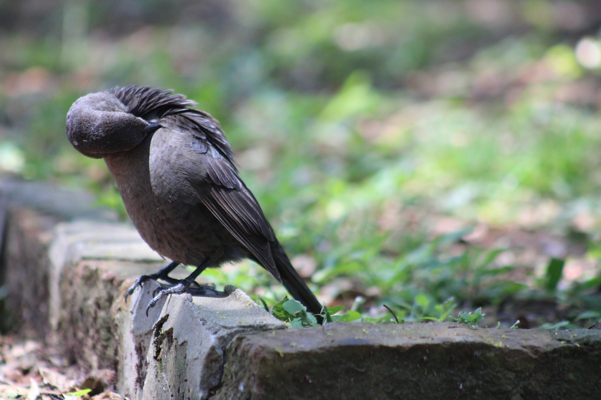 Shiny Cowbird - ML646852696