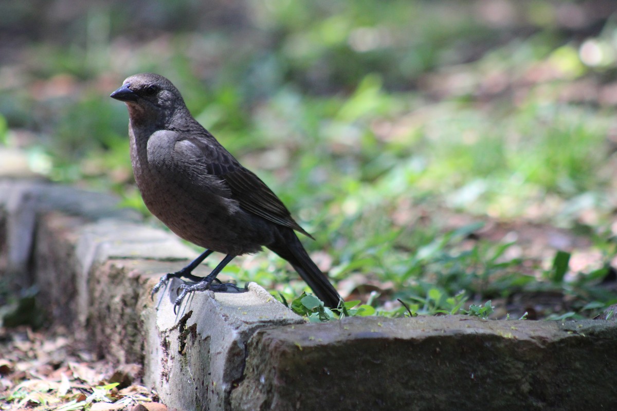 Shiny Cowbird - ML646852698