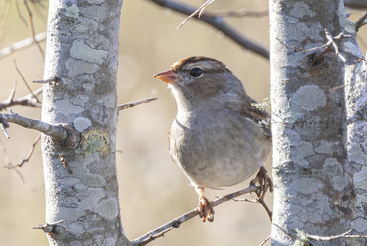 Porsuk Serçesi - ML646852699
