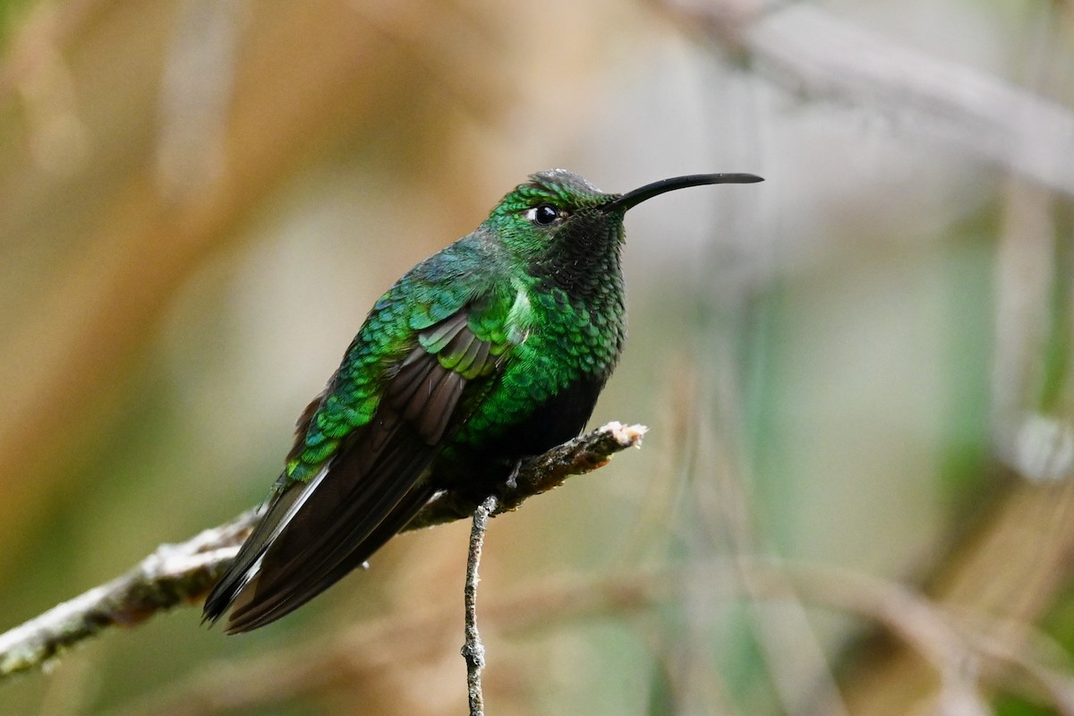 Mountain Velvetbreast - ML646852700