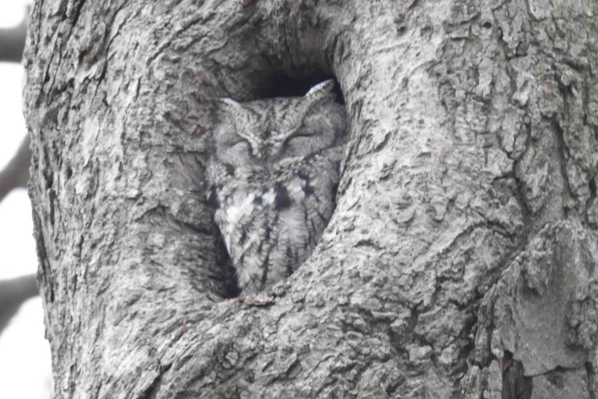 Eastern Screech-Owl - ML646852701