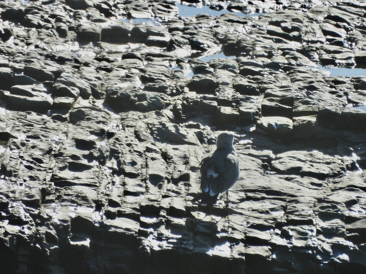 Goéland de Heermann - ML646852702