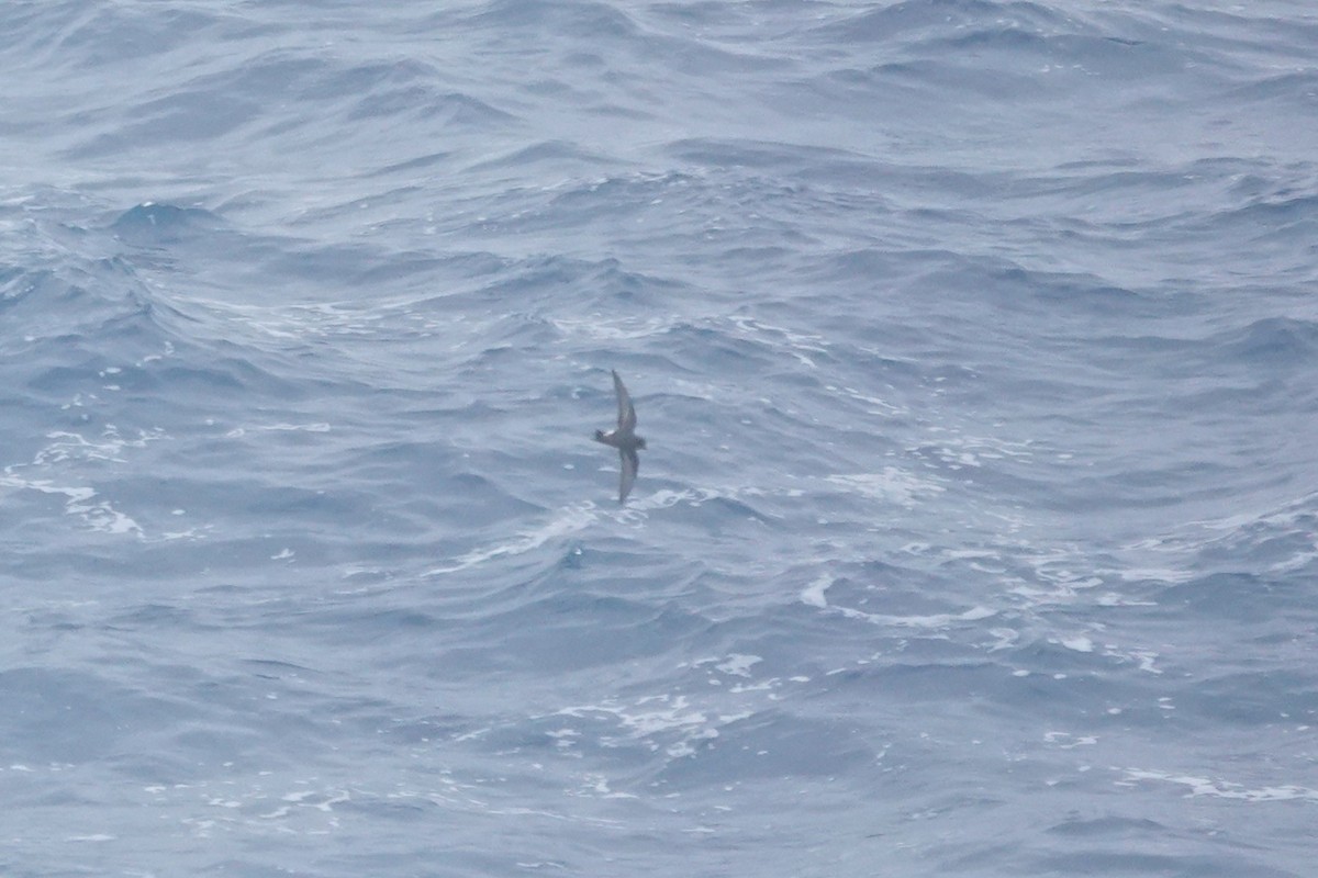 Wilson's Storm-Petrel - ML646852706