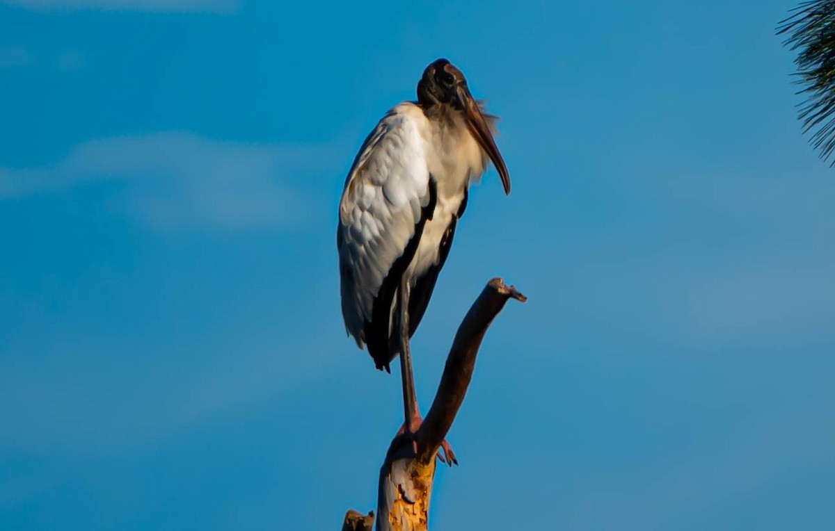 Wood Stork - ML646852710