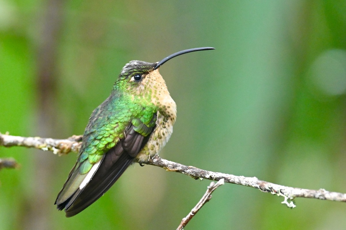 Mountain Velvetbreast - ML646852711