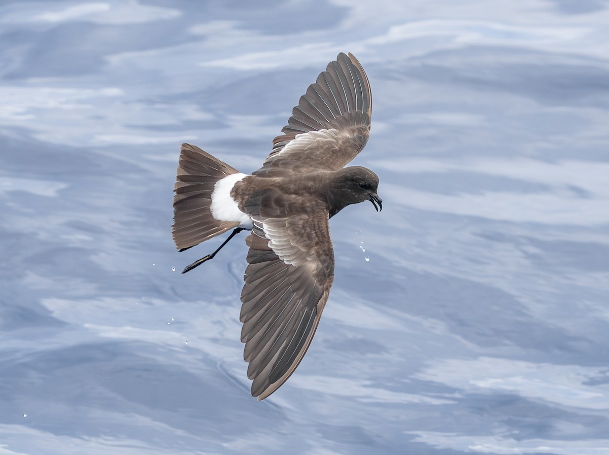 Wilson's Storm-Petrel - ML646852712