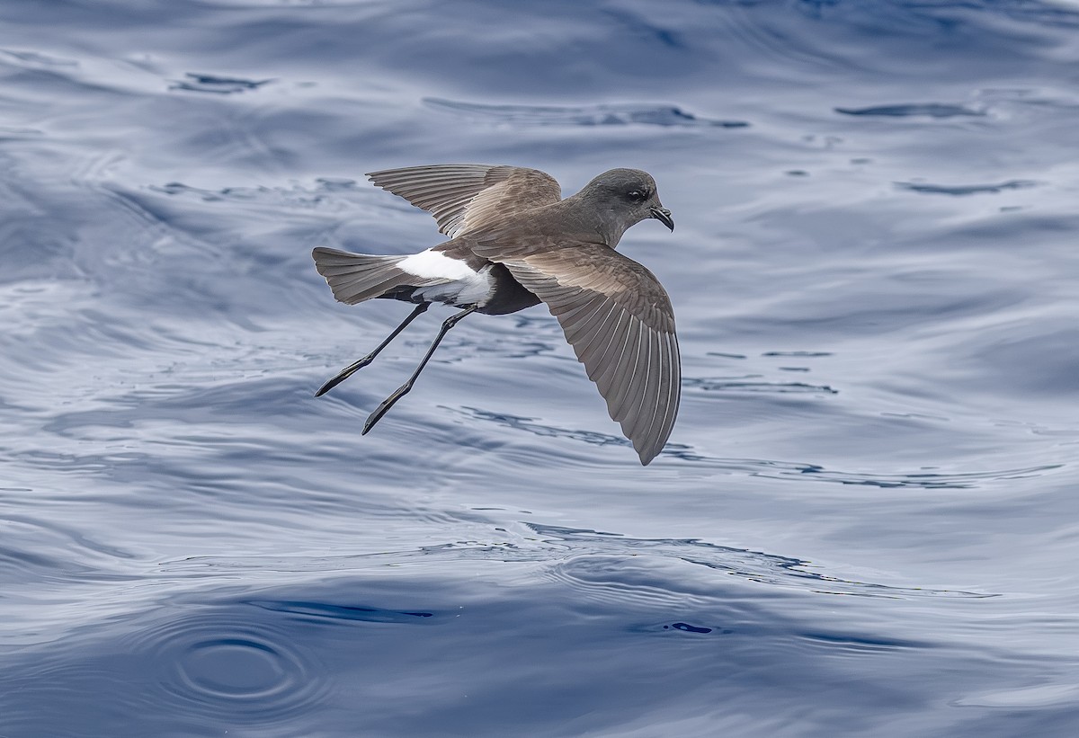 Wilson's Storm-Petrel - ML646852713