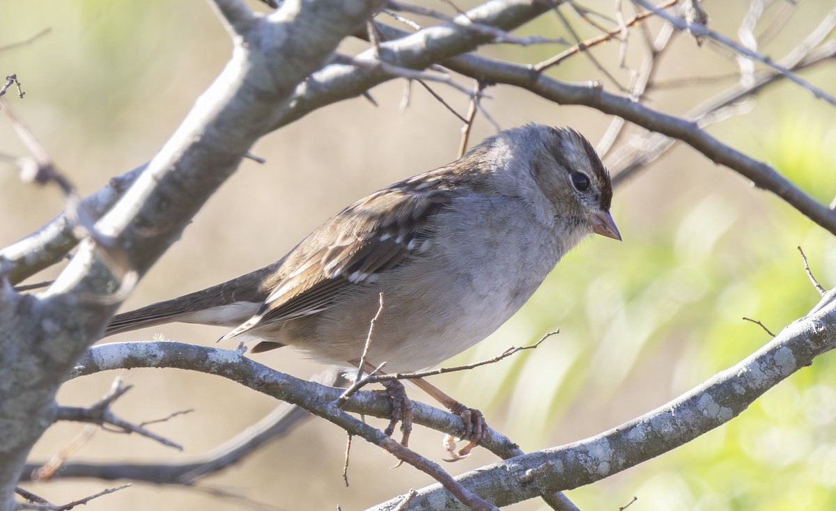 Porsuk Serçesi - ML646852716