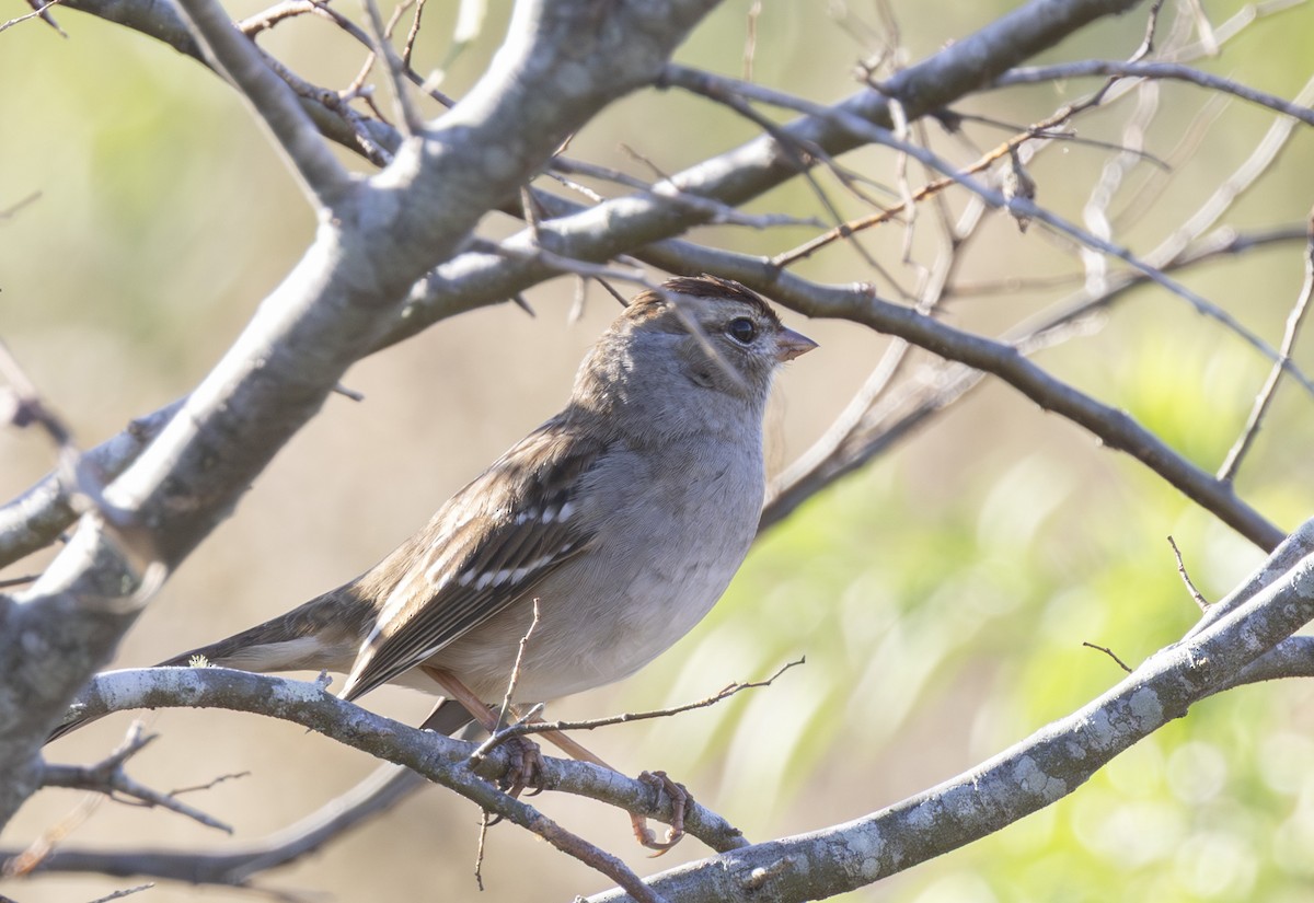 Porsuk Serçesi - ML646852717