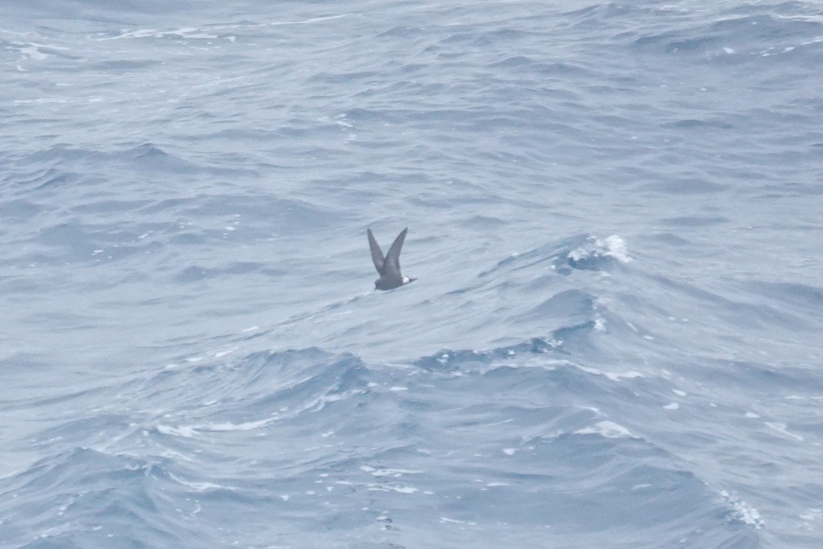 Wilson's Storm-Petrel - ML646852721