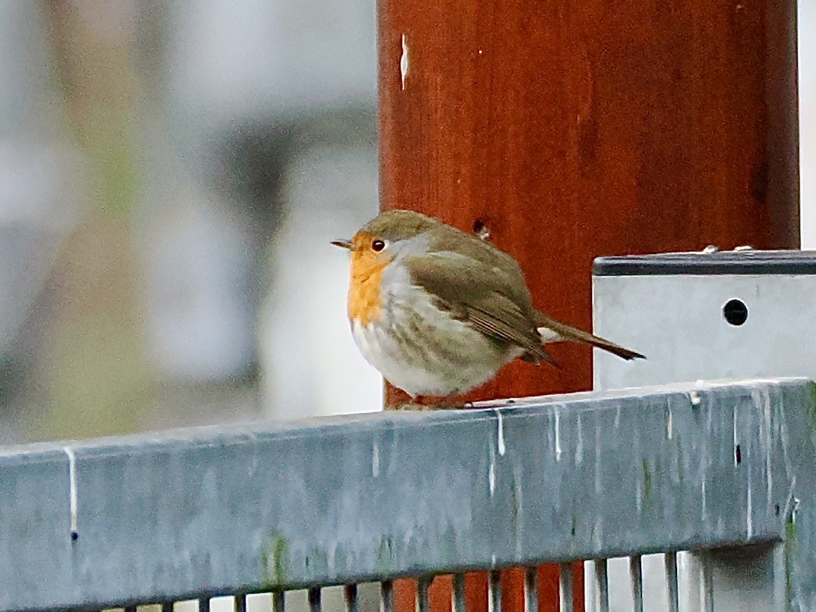 European Robin - ML646852725