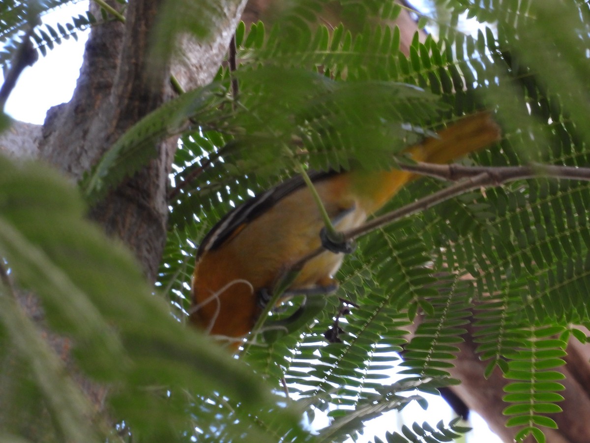 Streak-backed Oriole - ML646852726