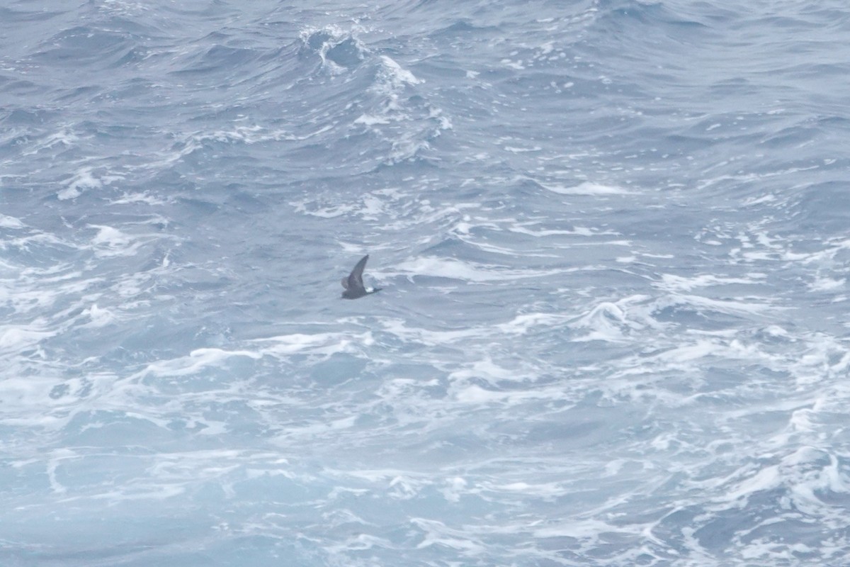 Wilson's Storm-Petrel - ML646852732