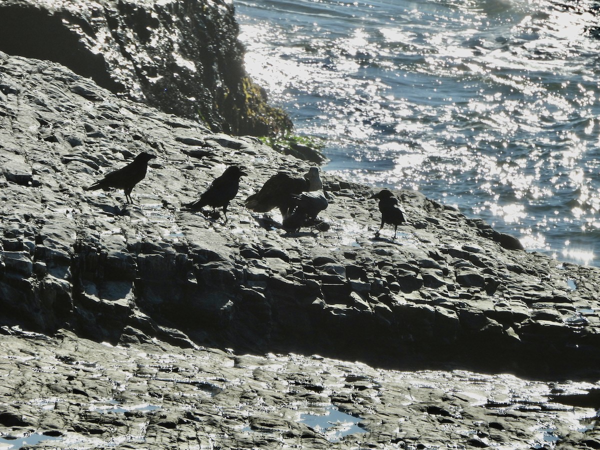 Common Raven - ML646852733