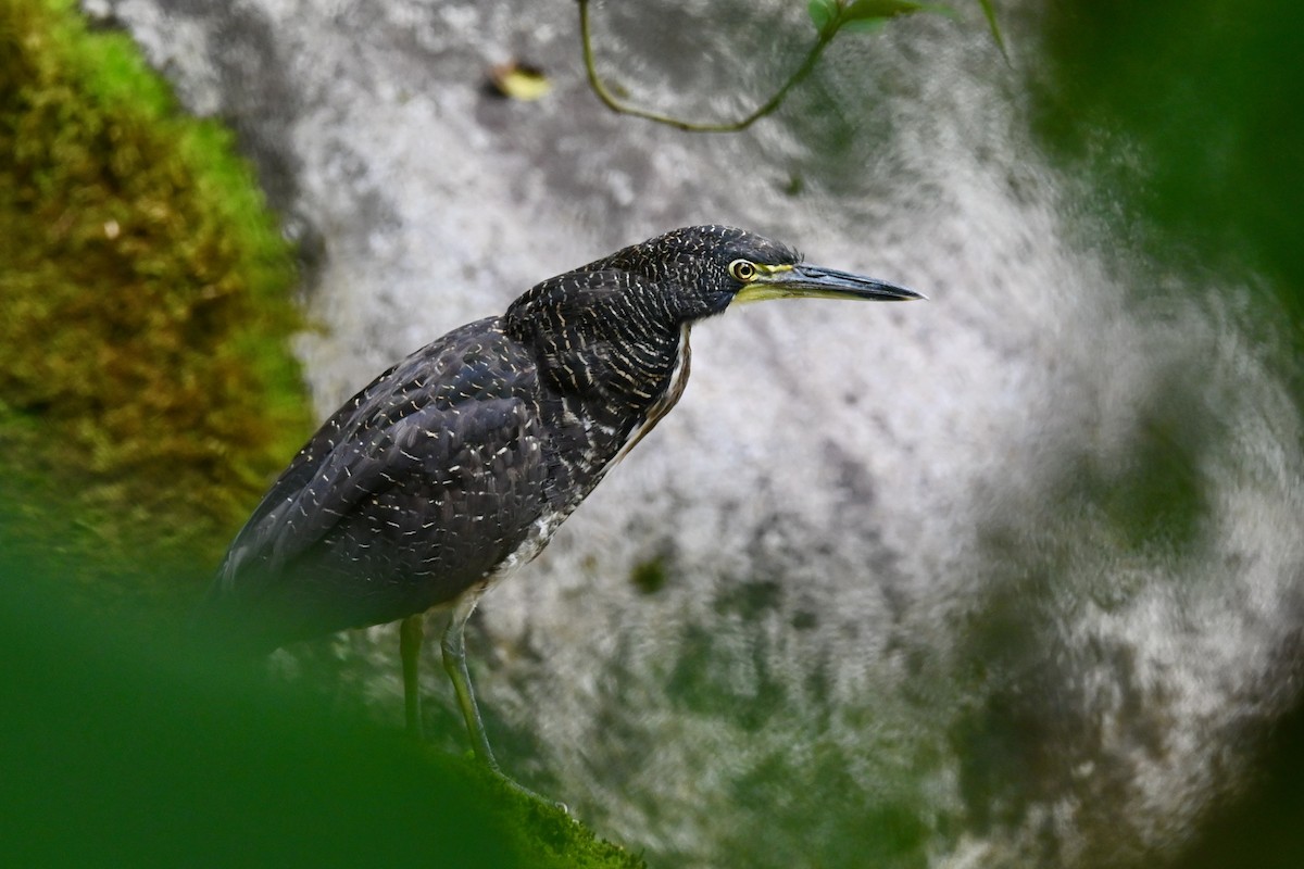 Fasciated Tiger-Heron - ML646852737