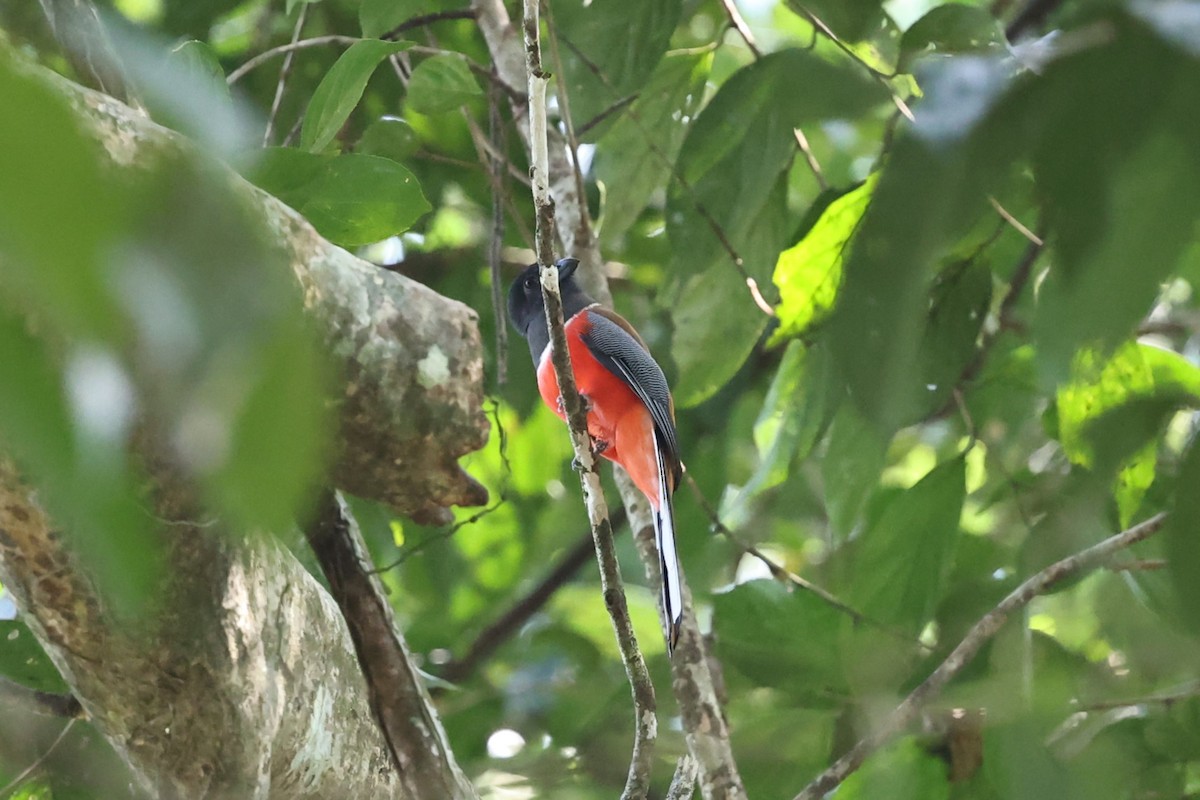 インドキヌバネドリ - ML646852743