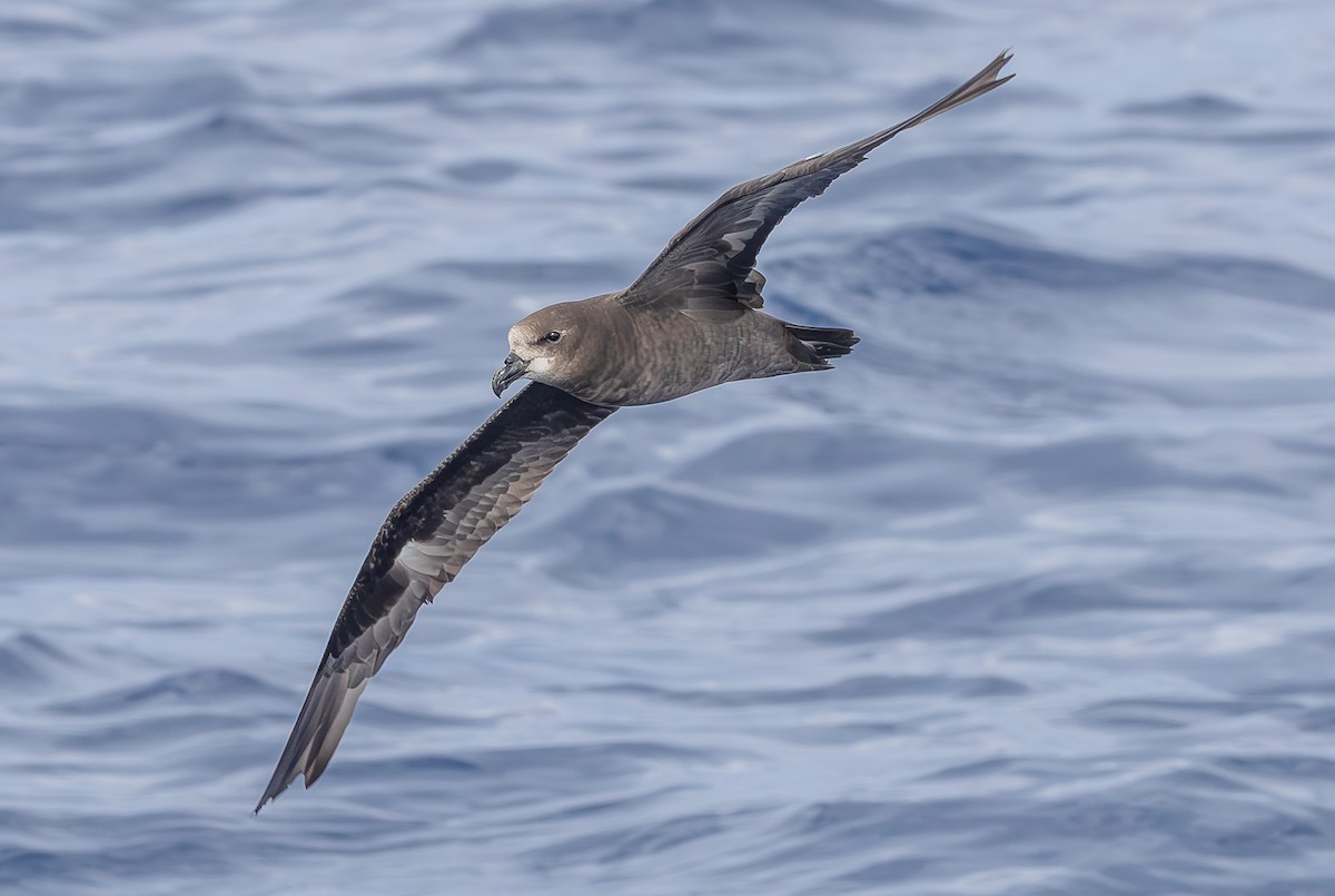 Gray-faced Petrel - ML646852745