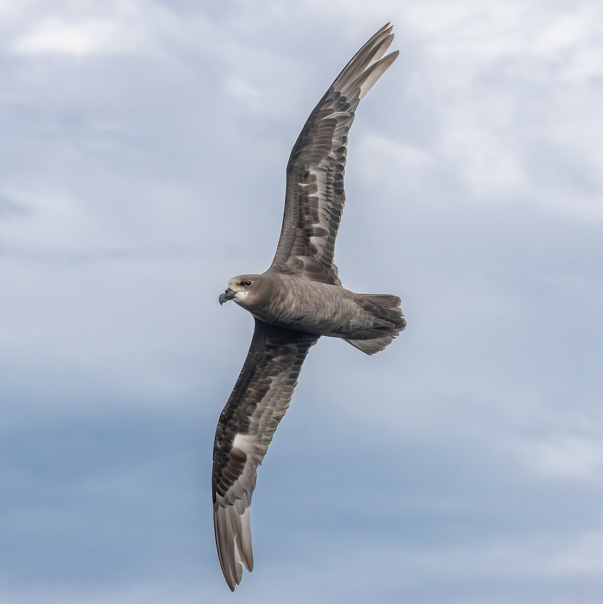 Gray-faced Petrel - ML646852746