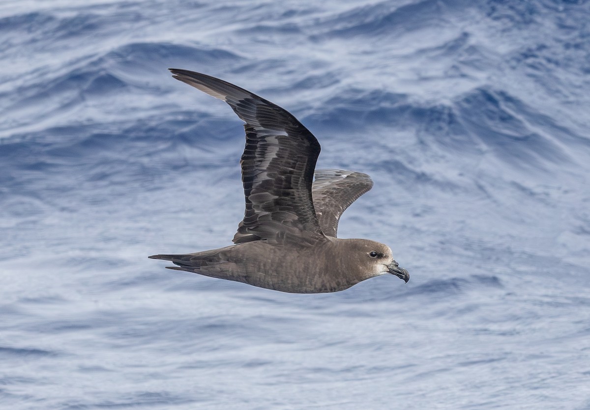 Gray-faced Petrel - ML646852747