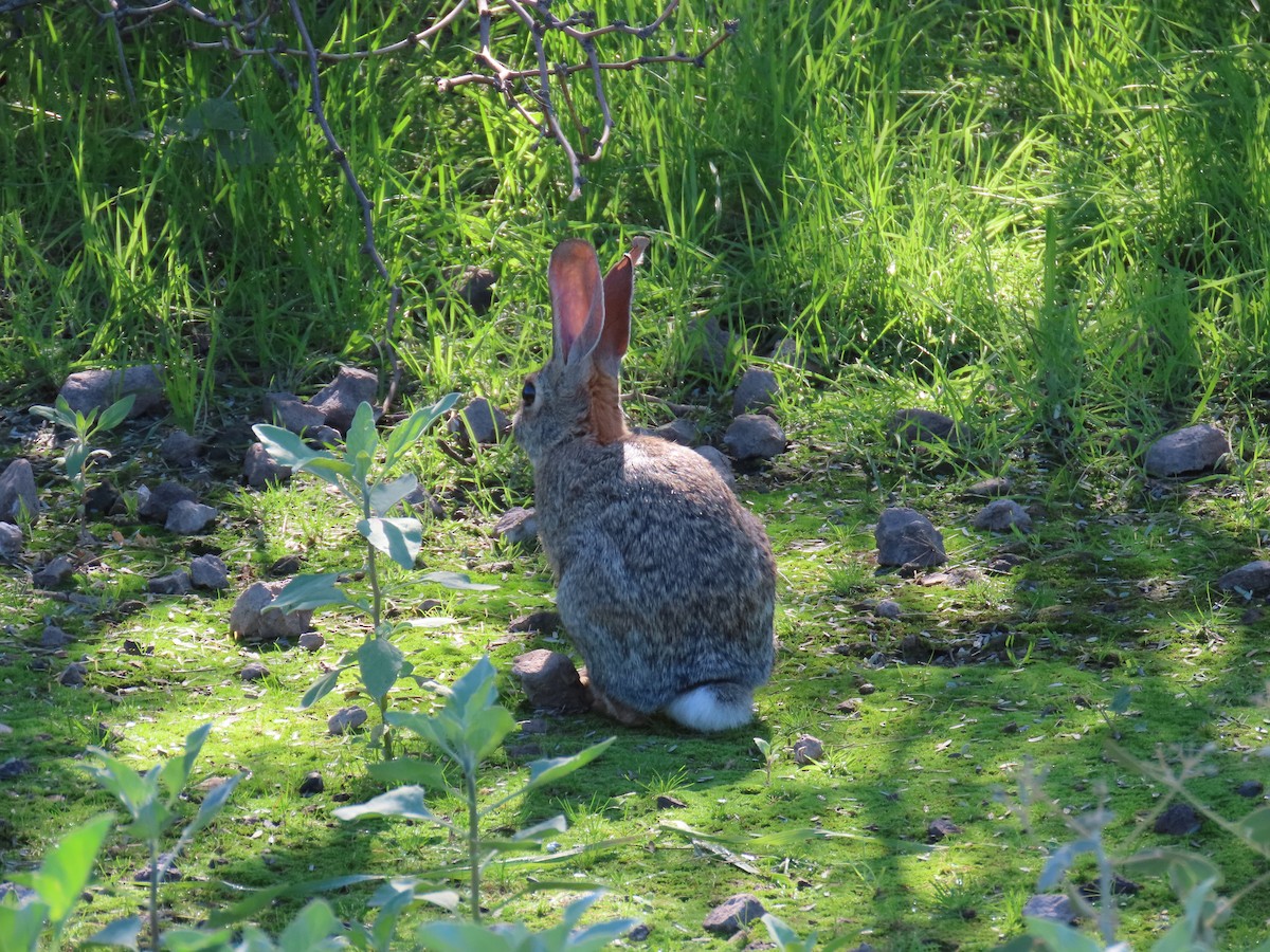 荒漠棉尾兔 - ML646852749